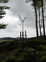  18 Mai 2012 - Freitag nach Auffahrt bei Samuels Ginkgo